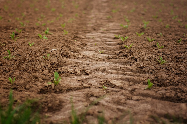 Huella ecológica y regeneración de un terreno